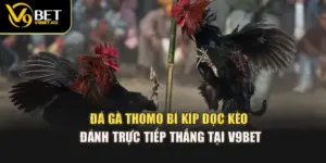 Đá Gà Thomo – Bí Kíp Đọc Kèo Đánh Trực Tiếp Thắng Tại V9bet