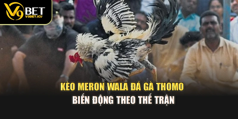 Kèo Meron – Wala Đá gà Thomo biến động theo thế trận
