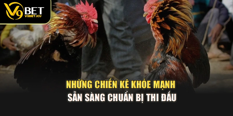Những chiến kê khỏe mạnh sẵn sàng chuẩn bị thi đấu