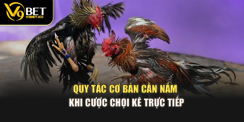 Quy tắc cơ bản cần nắm khi cược chọi kê trực tiếp